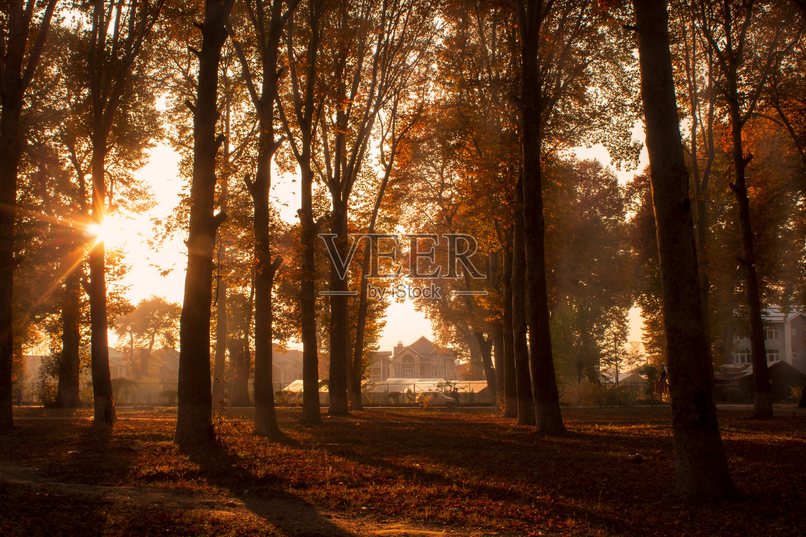 克什米尔大学那西姆巴格校区斯利那加的秋日色彩照片摄影图片
