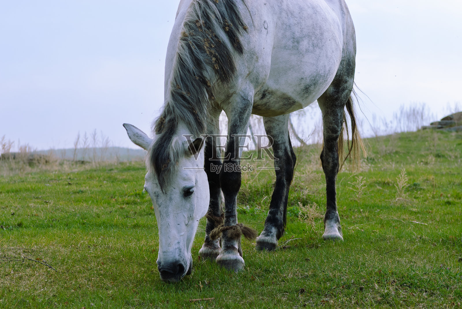 美丽的马儿在田野里吃草照片摄影图片