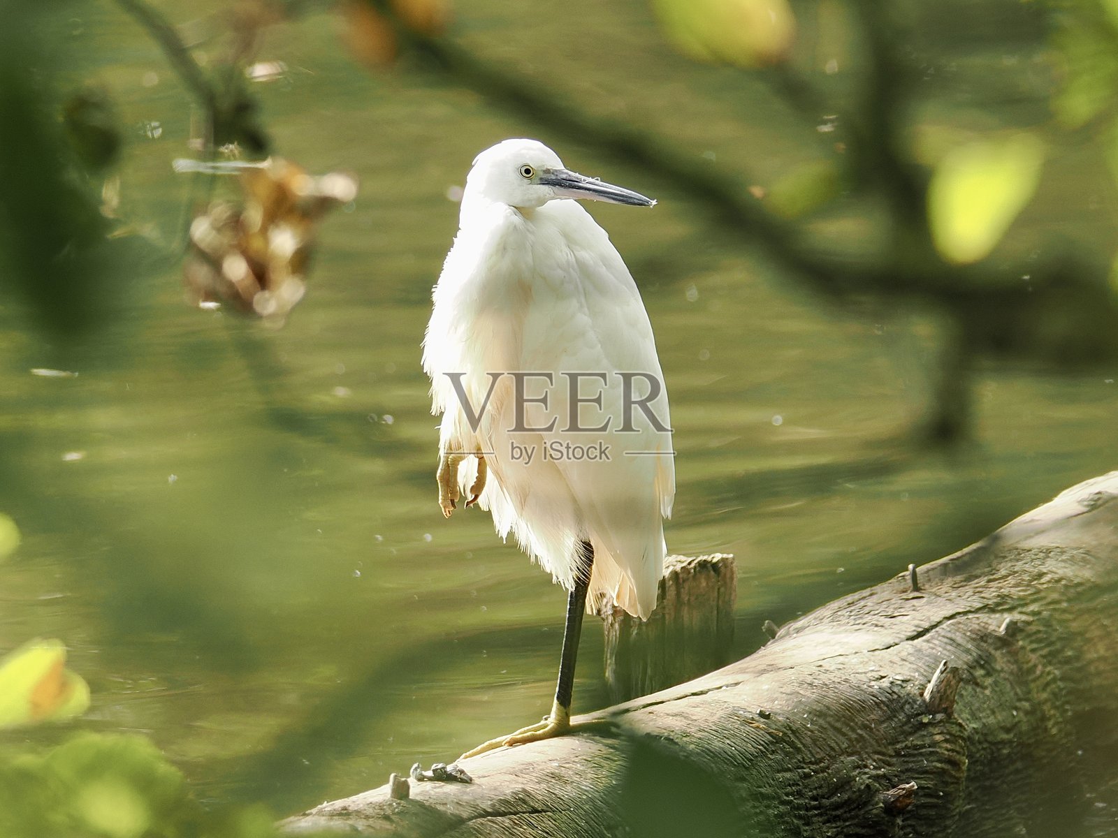 小白鹭摆姿势照片摄影图片