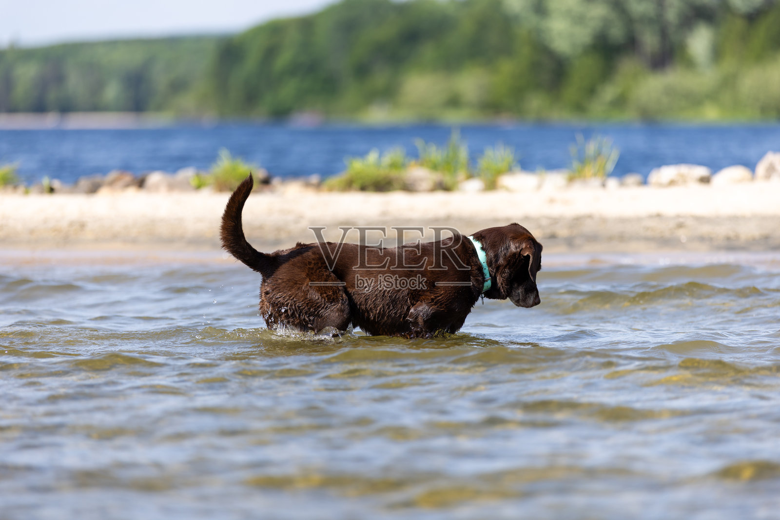 夏季，一只棕色拉布拉多犬在湖中玩耍照片摄影图片