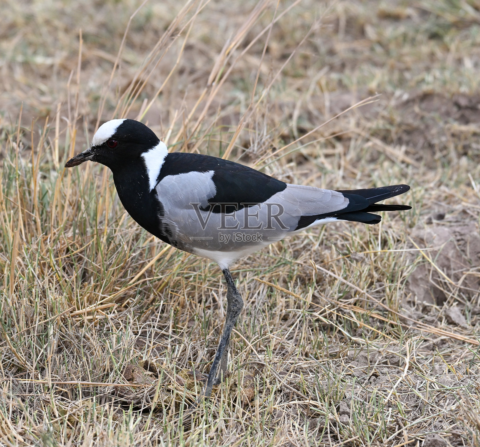 东非的黑铁匠麦鸟（Vanellus armatus）站在干旱的草原上照片摄影图片