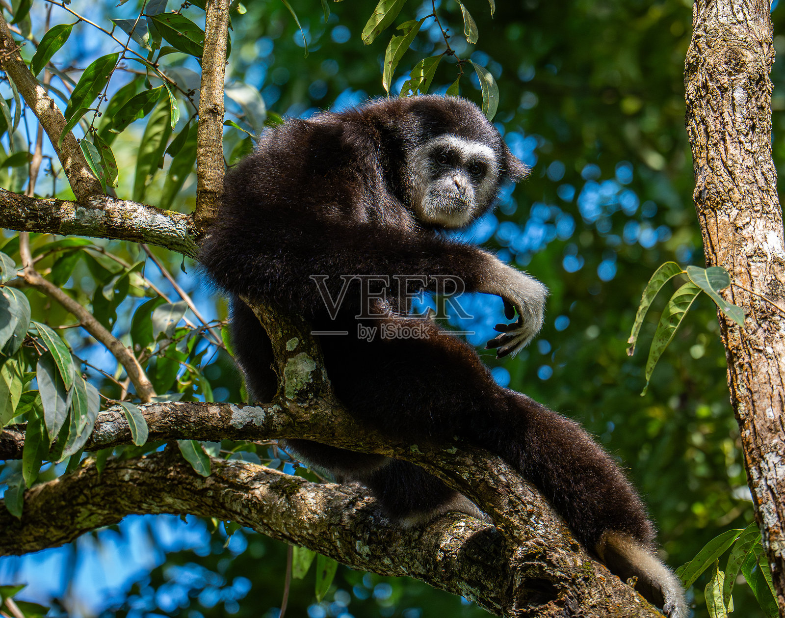 白颊长臂猿（Nomascus leucogenys）在泰国热带雨林中互动照片摄影图片