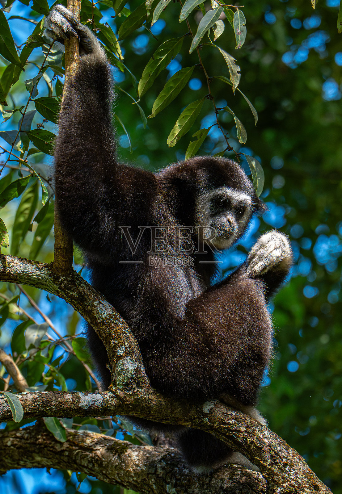 白颊长臂猿 (Nomascus leucogenys) 在泰国热带雨林中互动照片摄影图片