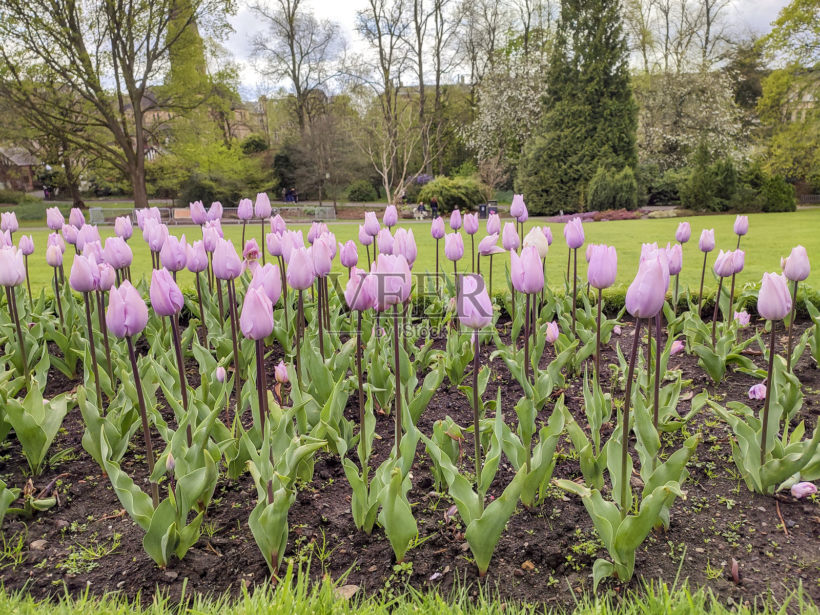 苏格兰格拉斯哥英国街道上的春日繁花照片摄影图片