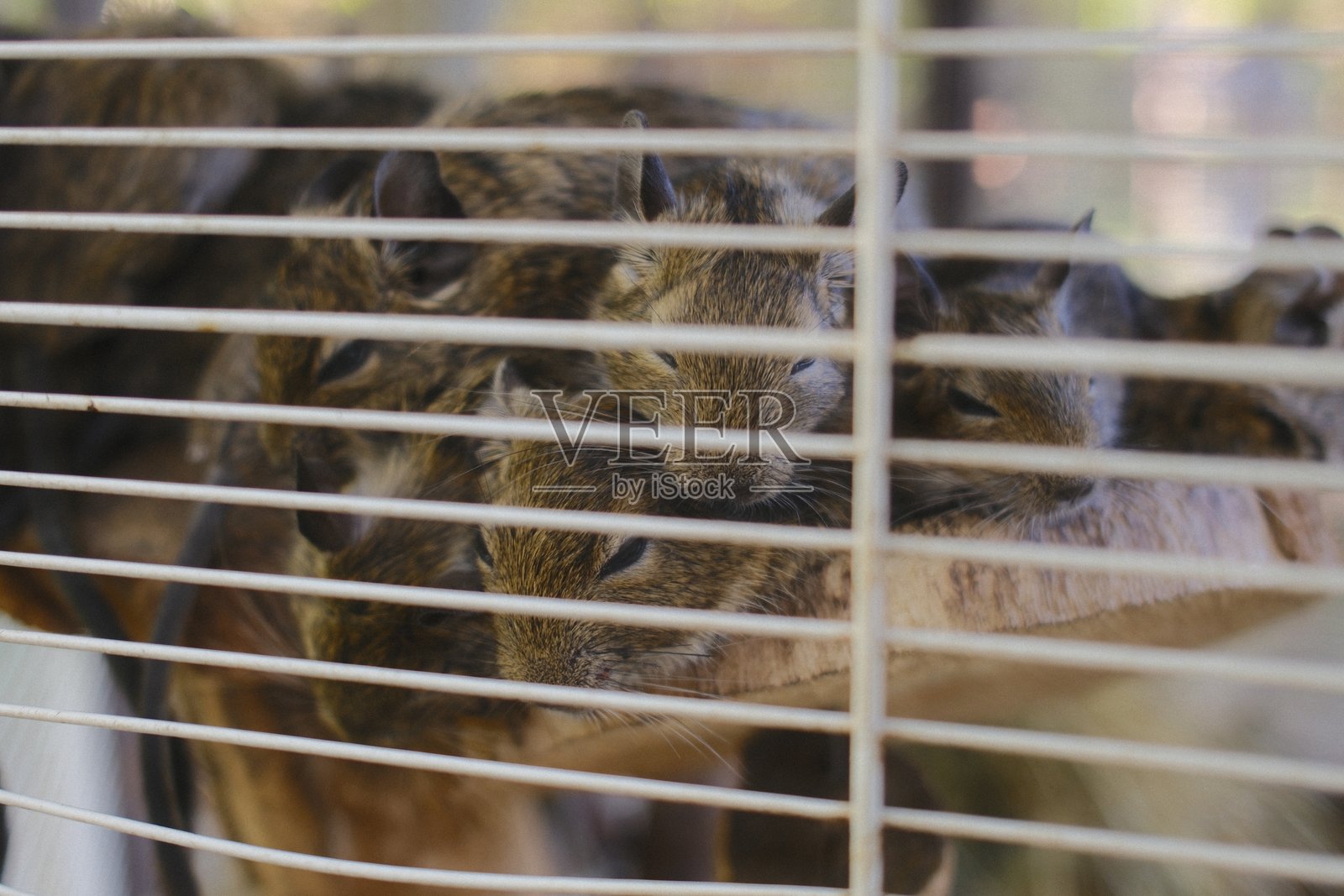 白天，几只小龙猫叠放在金属笼子里照片摄影图片