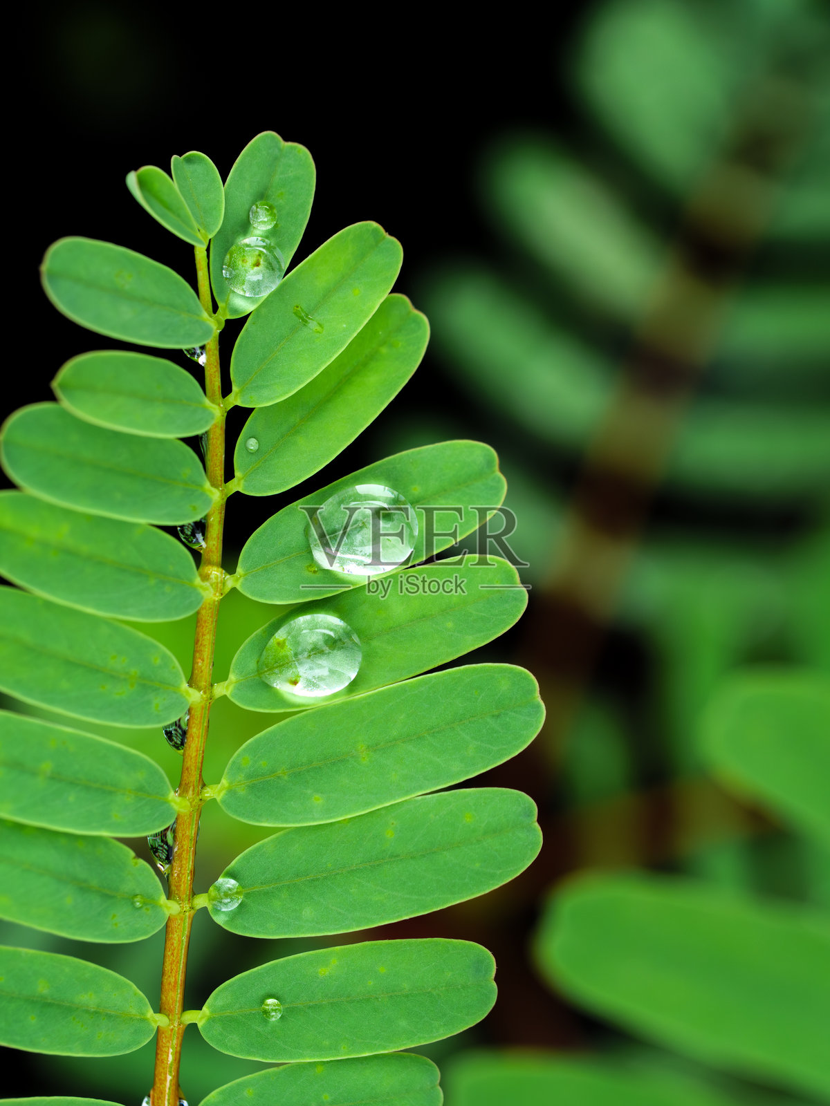 羽毛状叶片上的晨露照片摄影图片