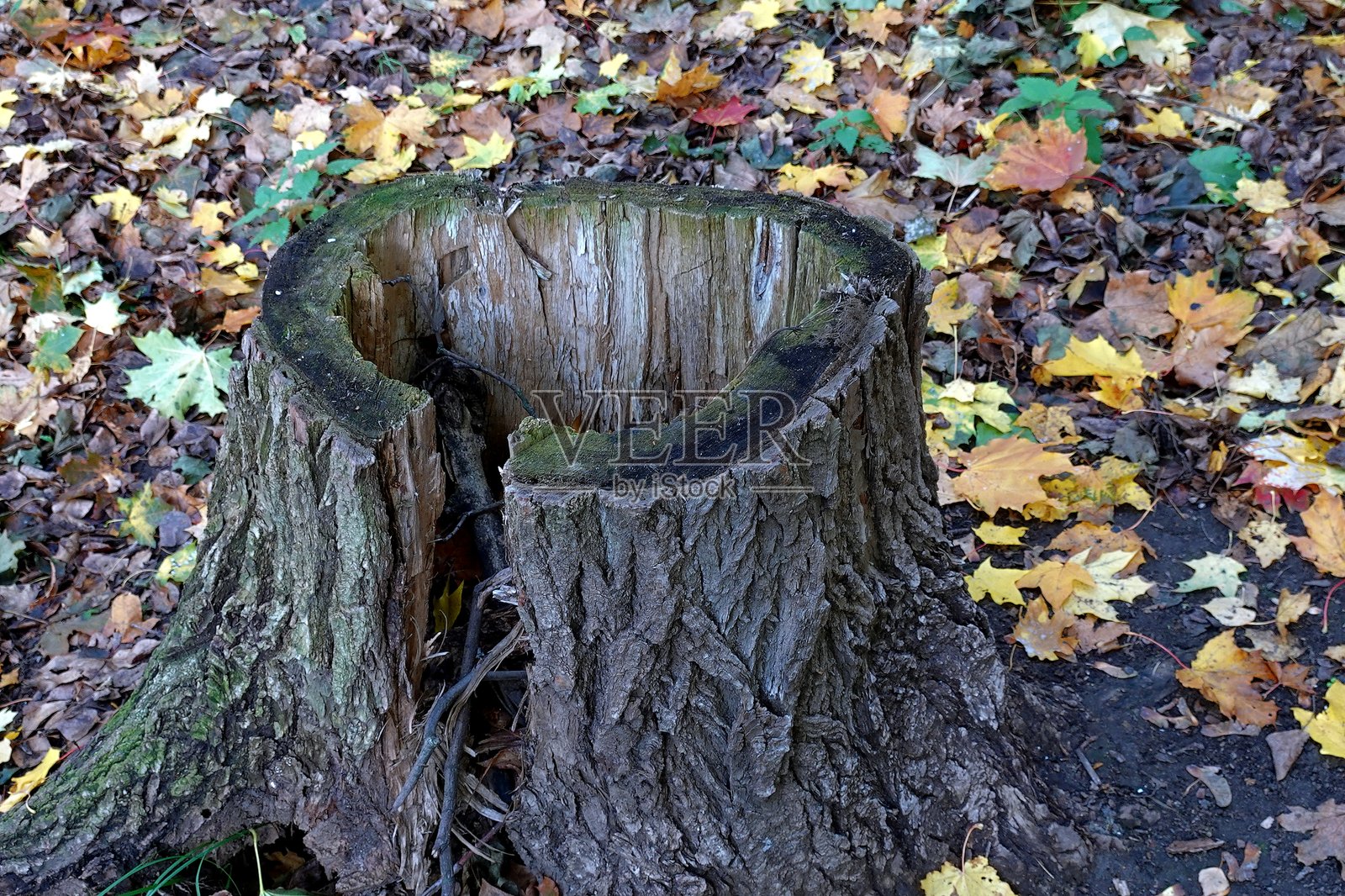 秋日城市公园里的树桩。照片摄影图片