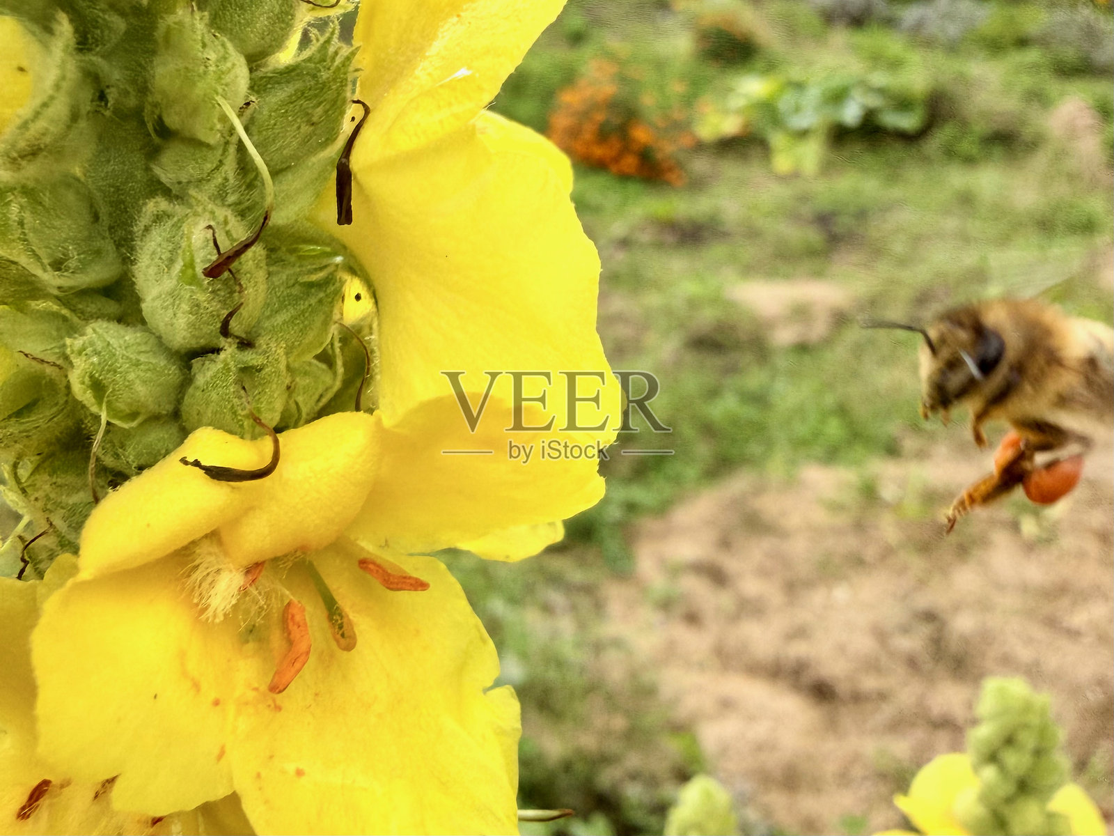一只蜜蜂（蜜蜂属）正在从黄色的毛蕊花（Mullein）上采集花粉照片摄影图片