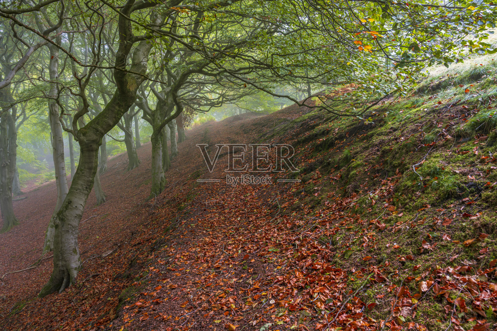 坦德尔山乡村公园的初秋照片摄影图片