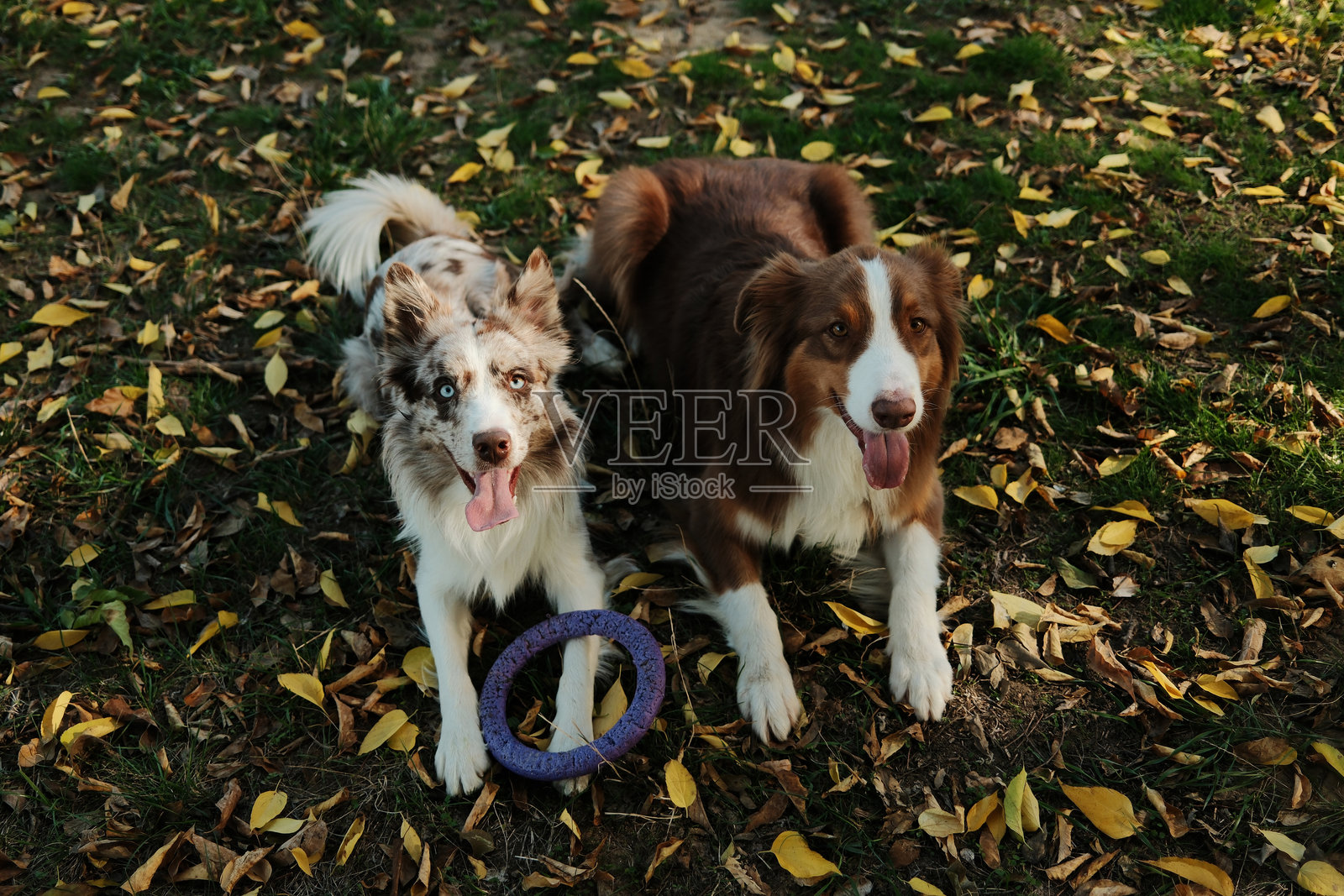 一只红陨石色边境牧羊犬和一只红三色澳大利亚牧羊犬躺在落叶上，旁边放着一个紫色的拉扯玩具，它们在秋日公园玩耍后享受休息时光。照片摄影图片