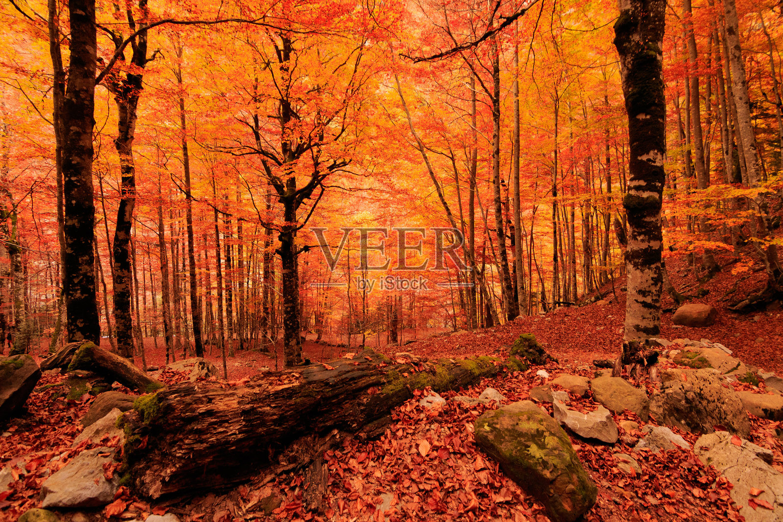 奥德萨和蒙特佩尔迪多国家公园的欧洲山毛榉森林秋景照片摄影图片