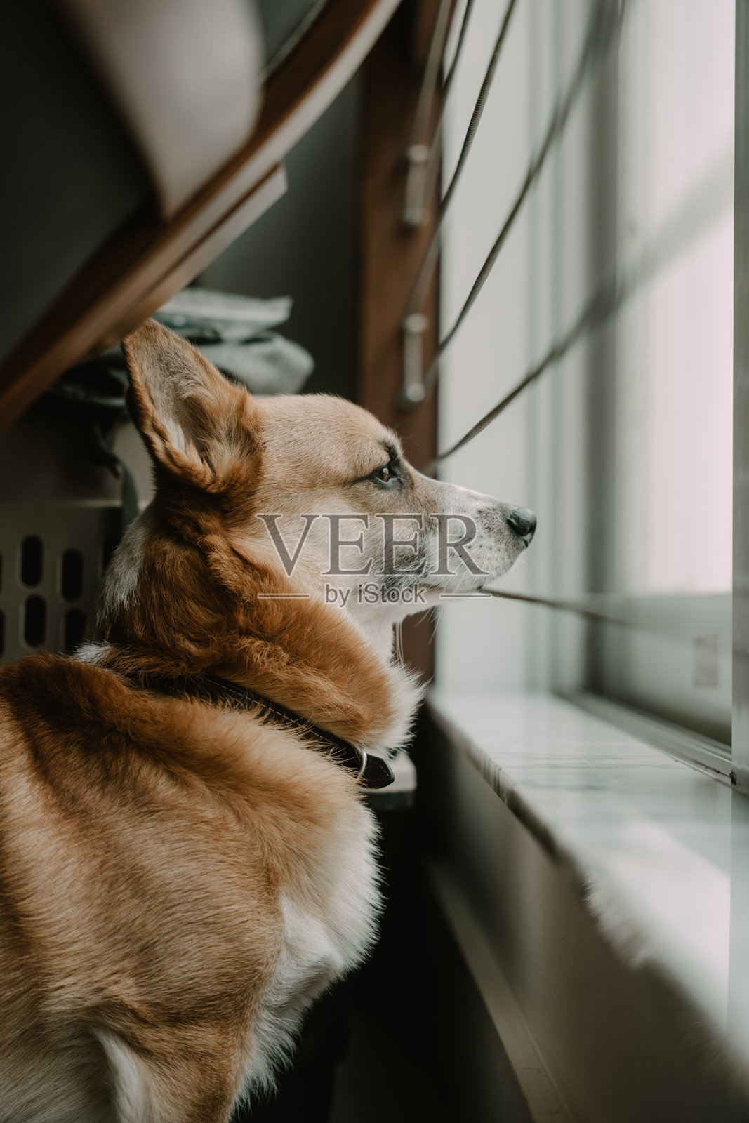 柯基犬照片摄影图片