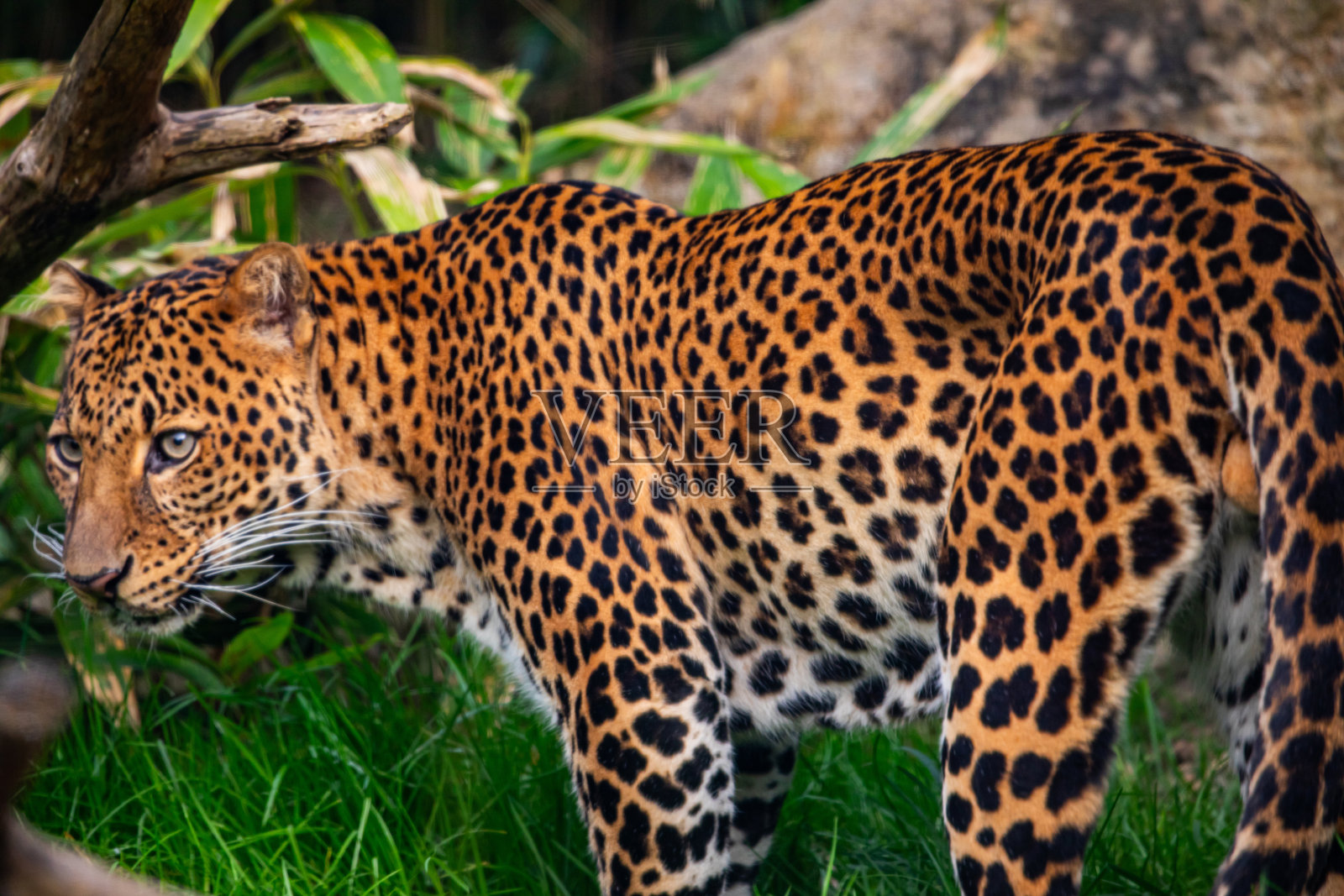 印度尼西亚爪哇岛的雄性爪哇豹（Panthera pardus melas）。照片摄影图片