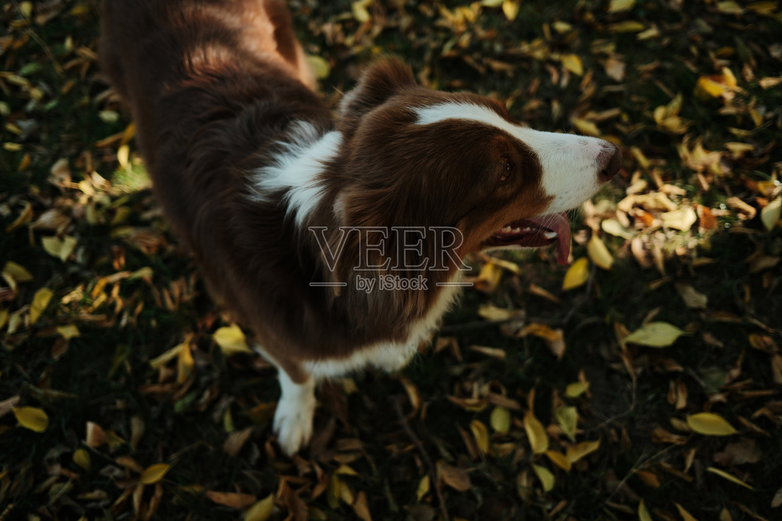 一只红白三色澳大利亚牧羊犬站在公园的黄色秋叶中，享受户外散步和新鲜空气。快乐宠物户外概念。照片摄影图片