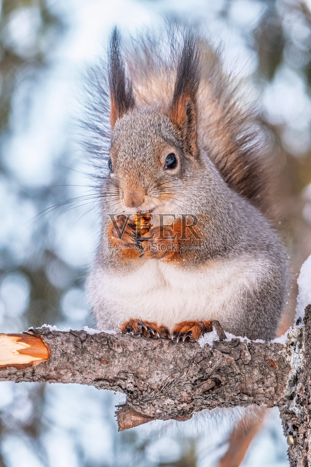 一只松鼠抱着坚果，坐在树上，这是冬季或晚秋的景象。照片摄影图片