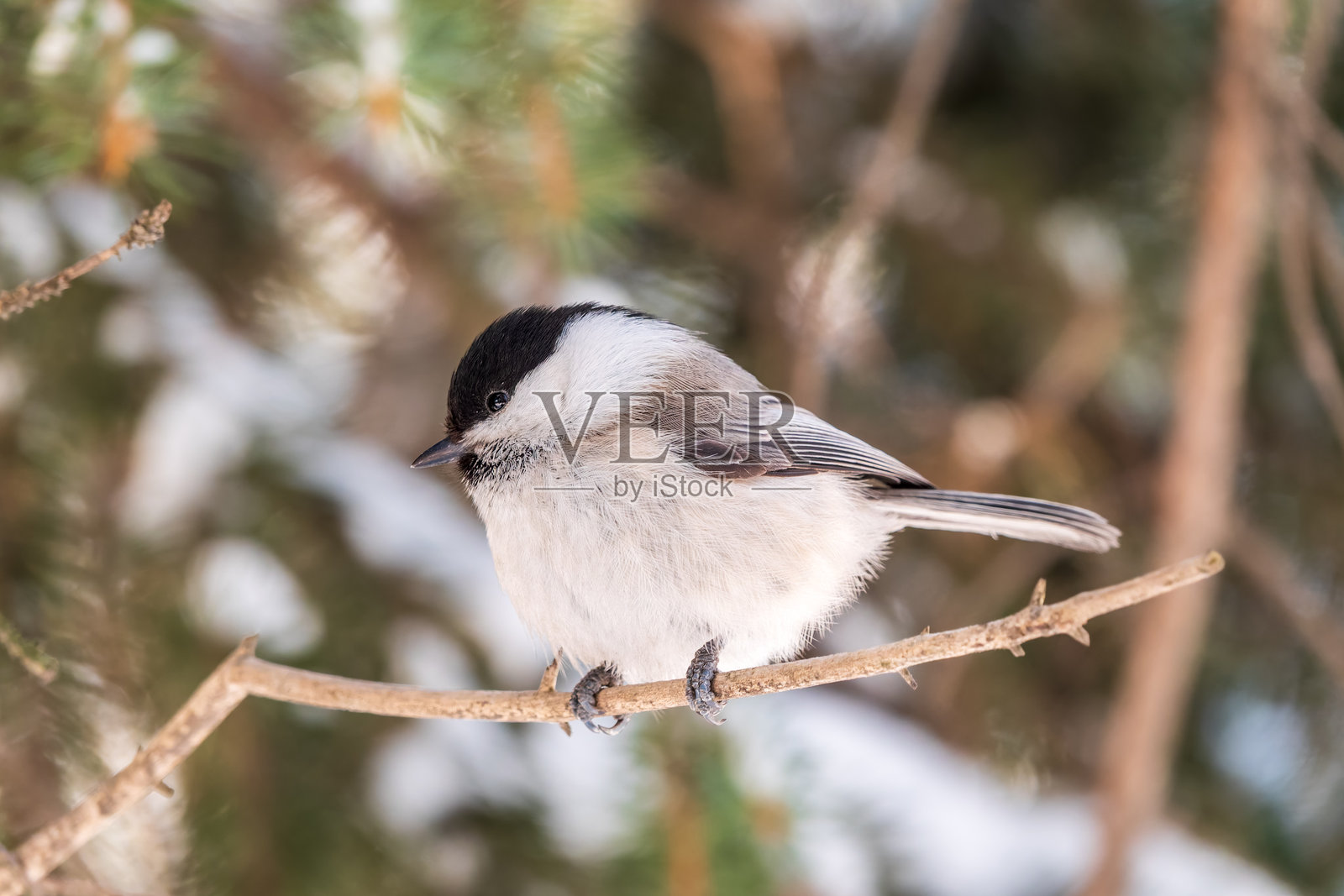 可爱的小山雀，一只栖息在光秃秃的冬季树枝上的歌鸟。照片摄影图片