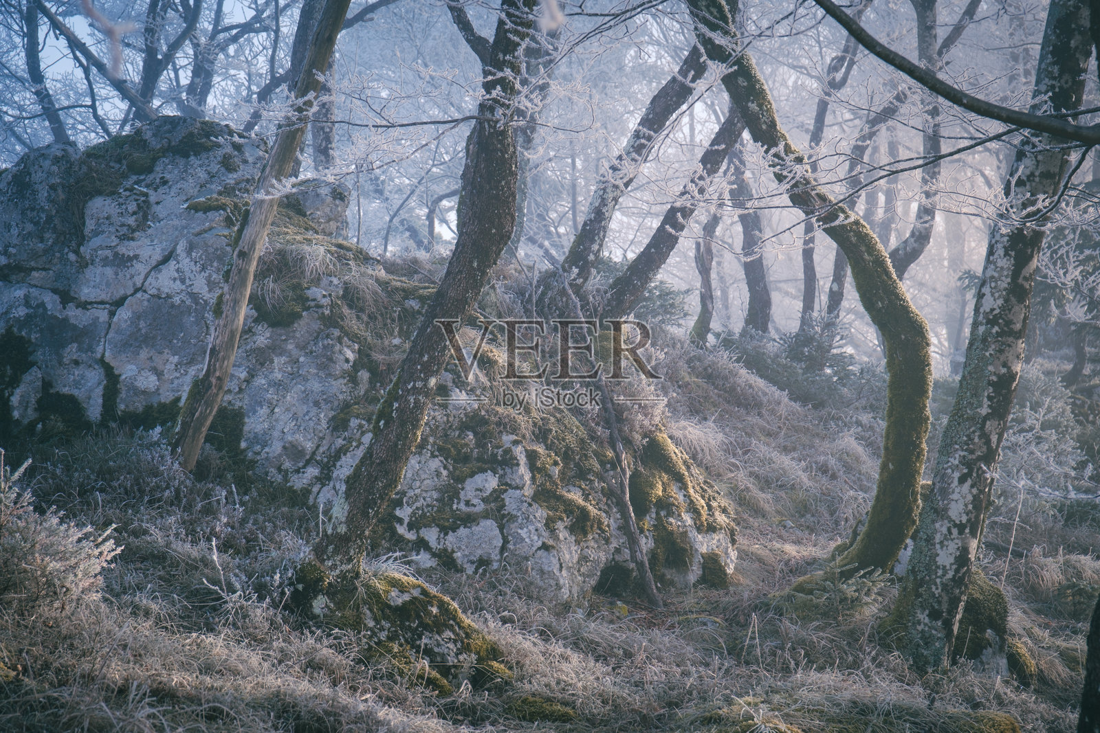 薄雾森林中覆盖着霜的树木和布满苔藓的岩石。照片摄影图片