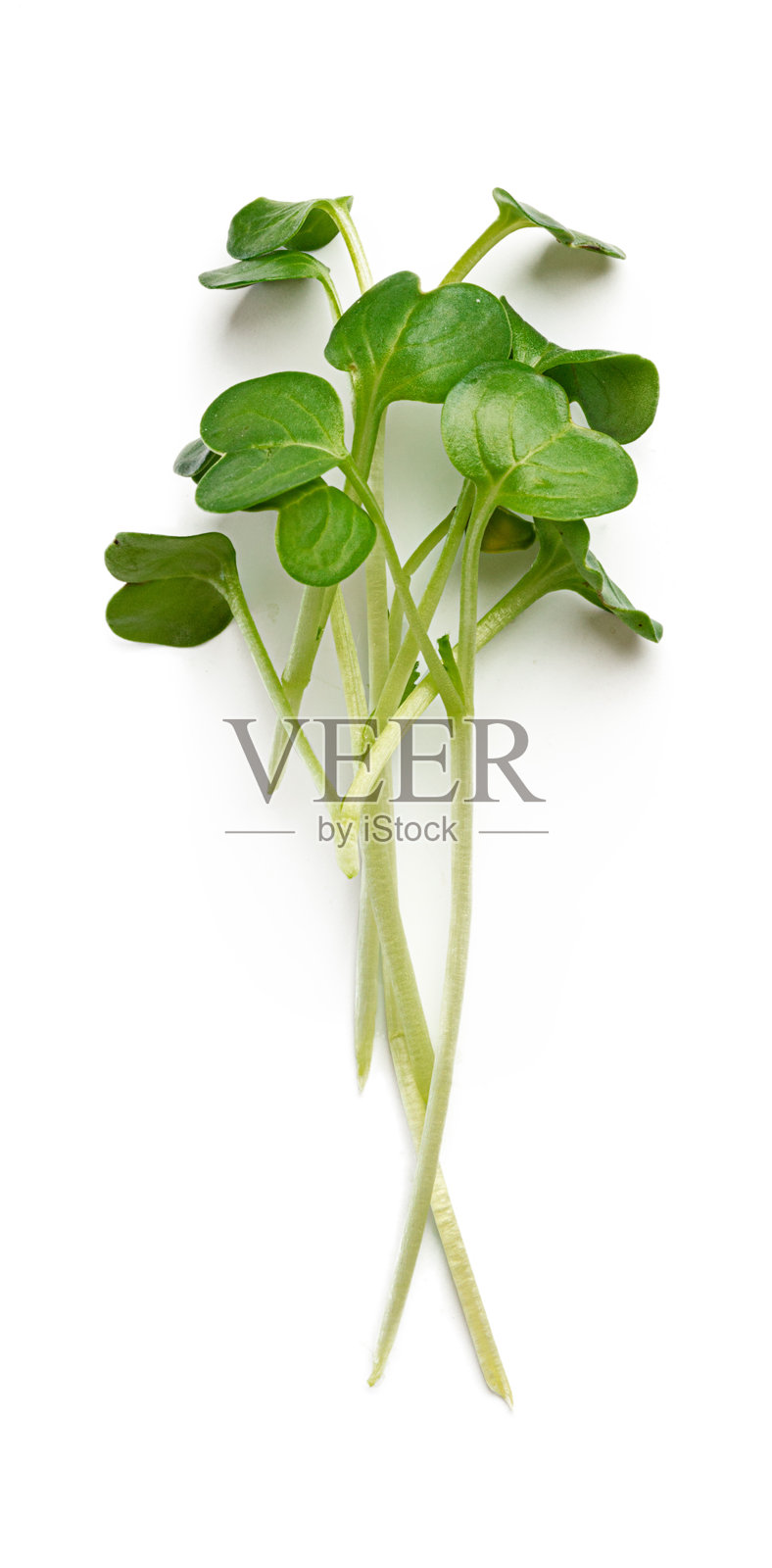 一束微型绿苗，孤立在白色背景上照片摄影图片