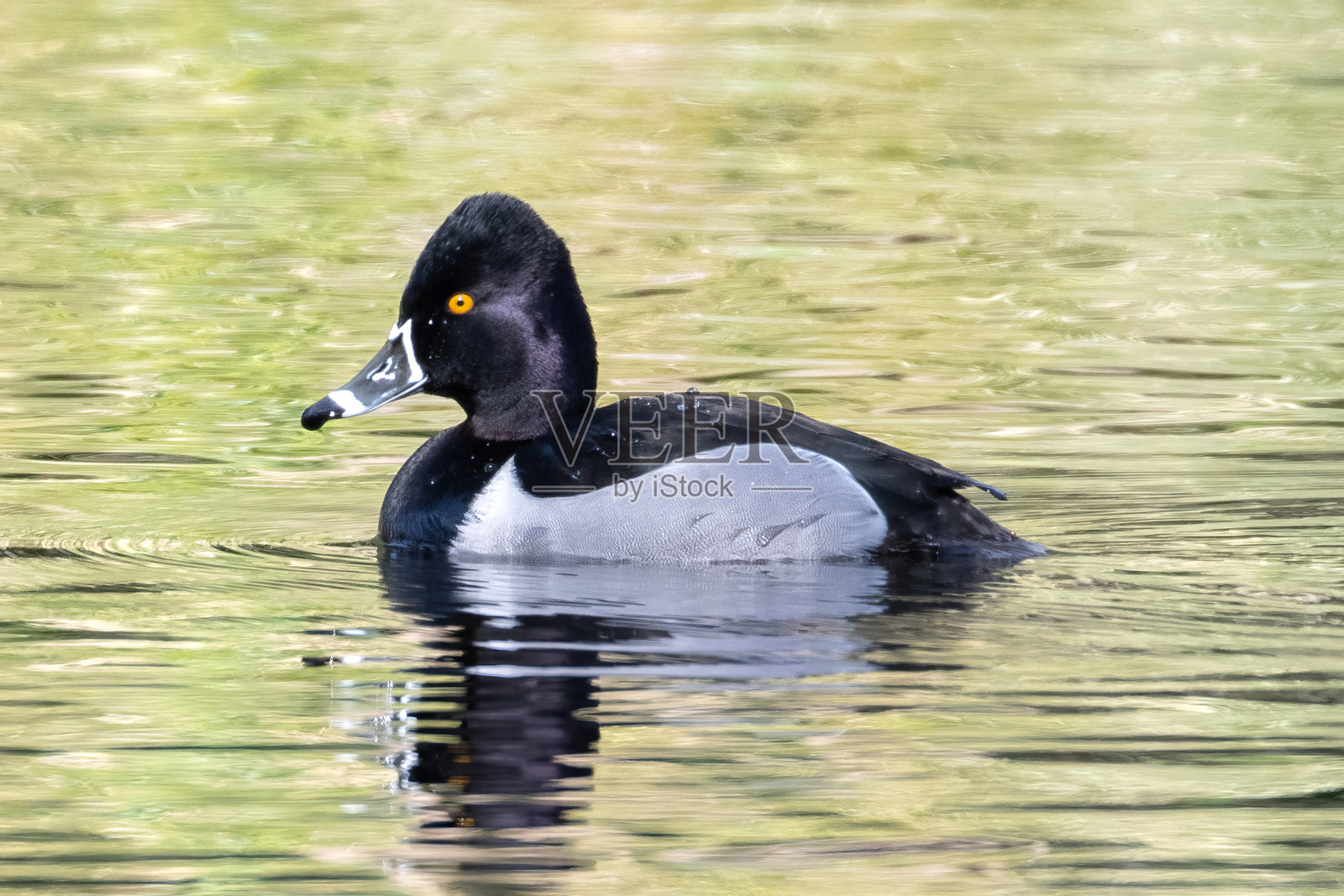 雄性环颈鸭 (Aythya collaris)照片摄影图片