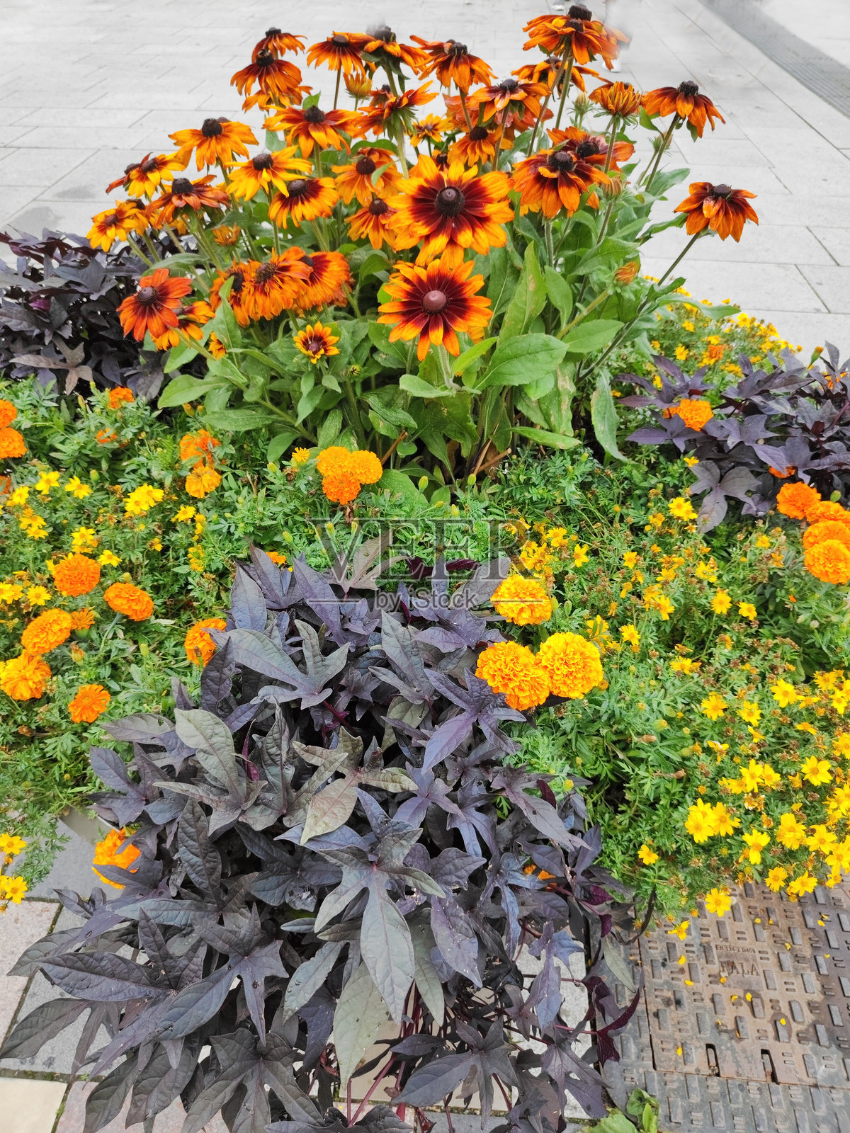 瑞典乌普萨拉镇街道上色彩缤纷的盛开花卉布置照片摄影图片