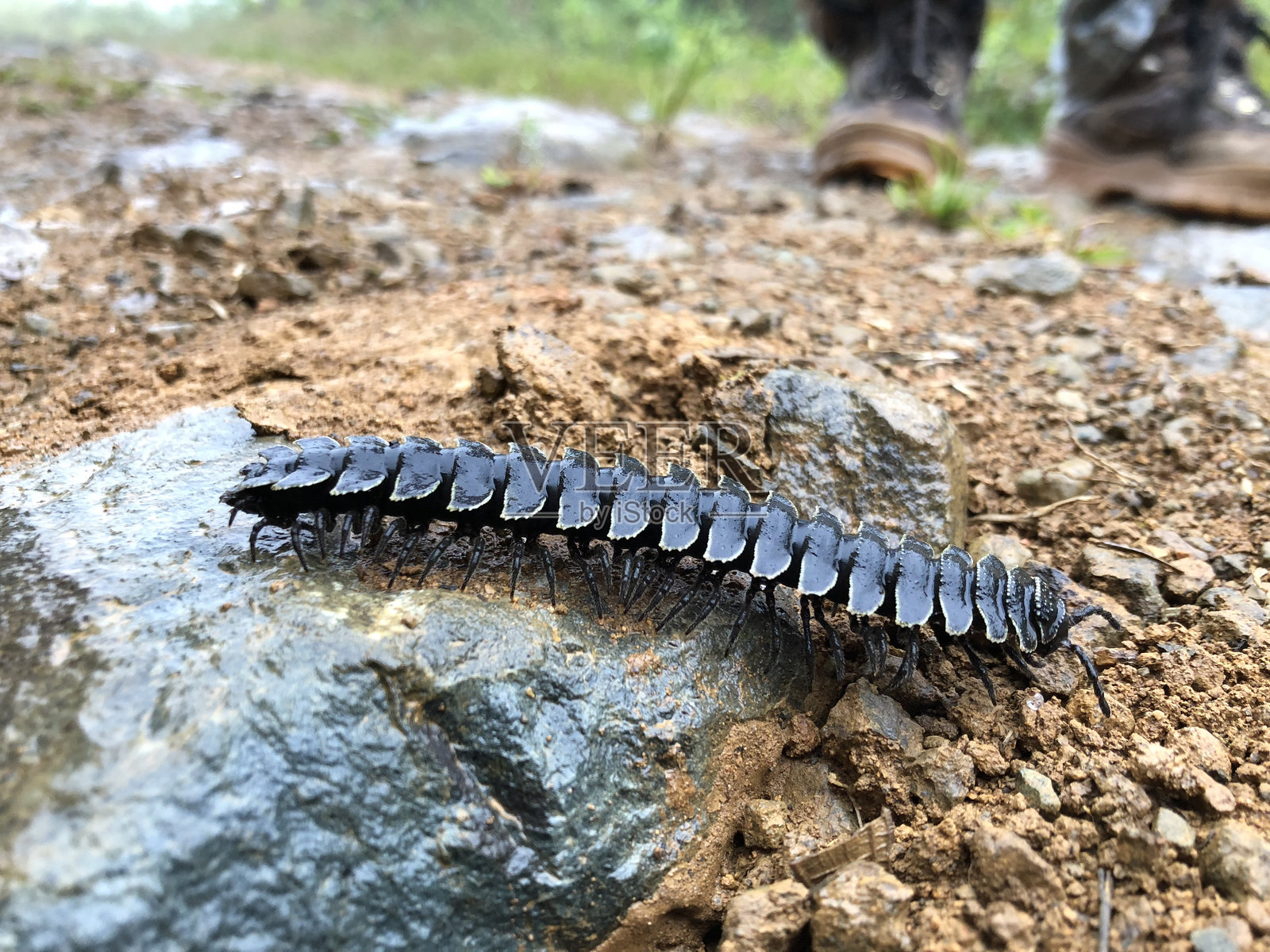 蜈蚣照片摄影图片