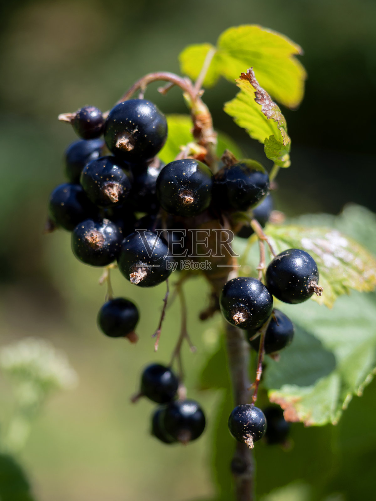 圣本笃门廊照片摄影图片