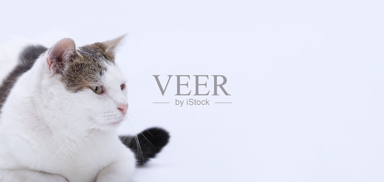 白色和虎斑猫躺在白色背景上照片摄影图片