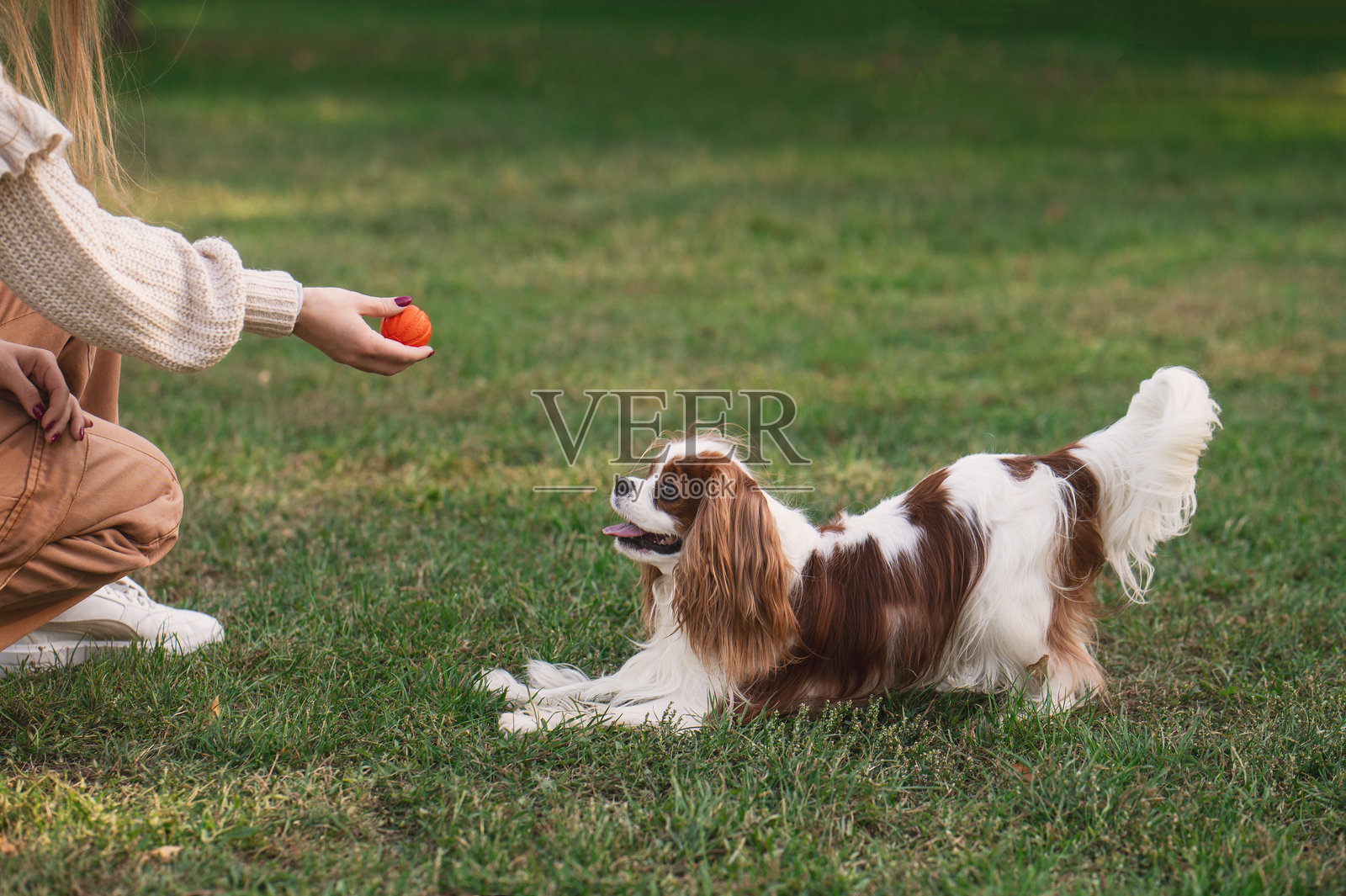 秋日公园里，一个小女孩和她的史宾格犬在玩球照片摄影图片
