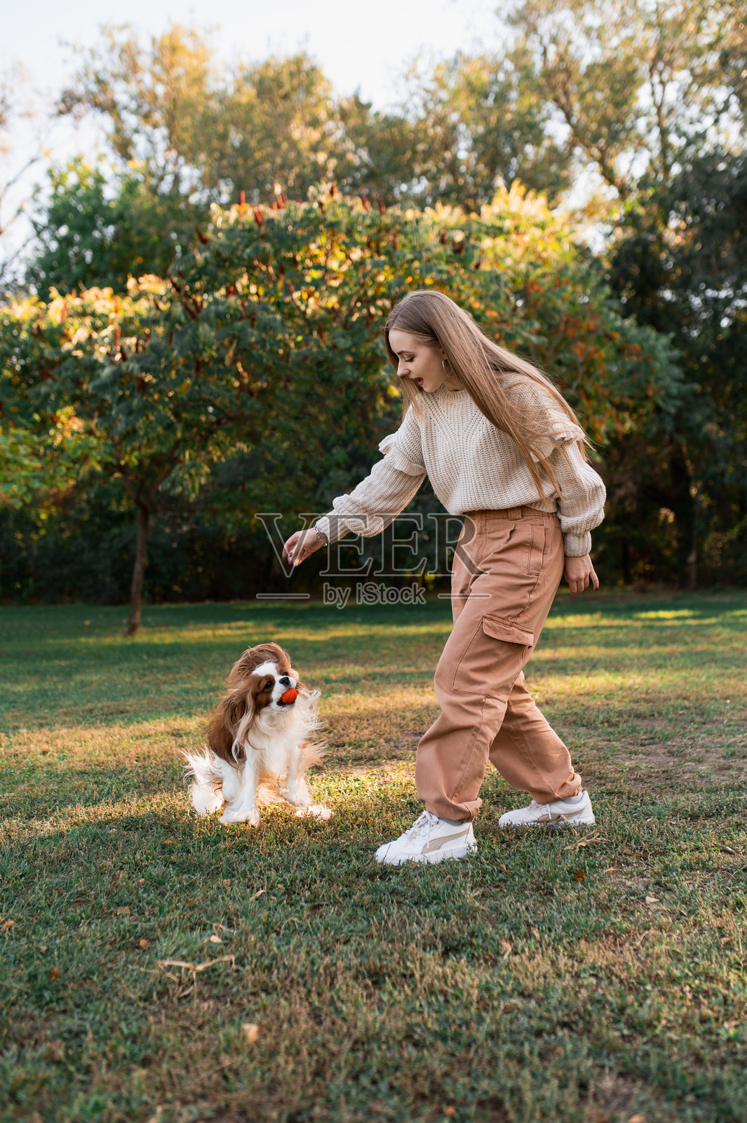 小女孩在训练她的史宾格犬高高跃起，竖幅拍摄照片摄影图片