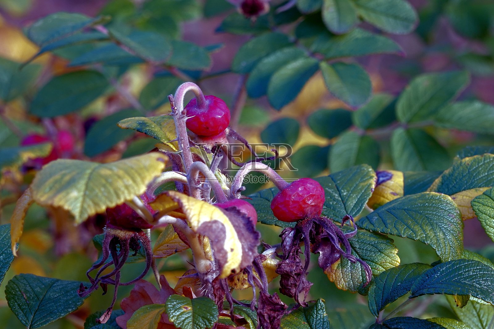 十月的玫瑰果照片摄影图片