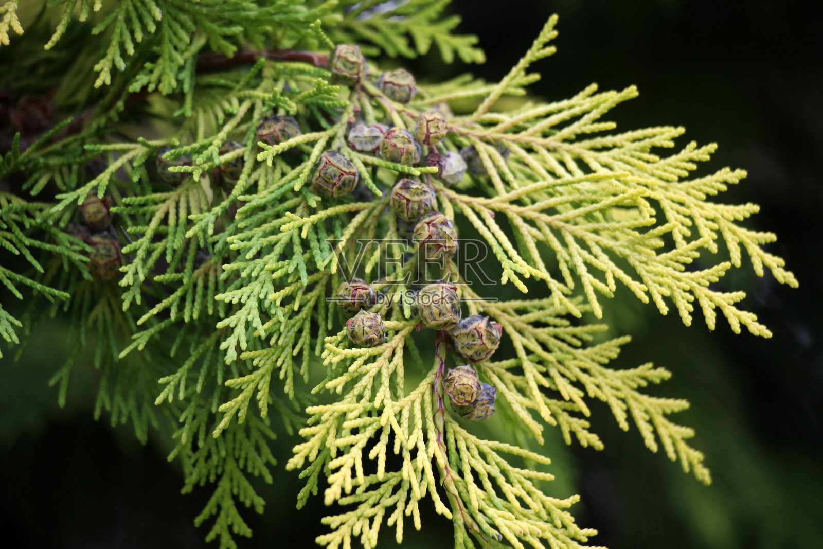 柏树（Chamaecyparis）在景观设计中得到应用照片摄影图片