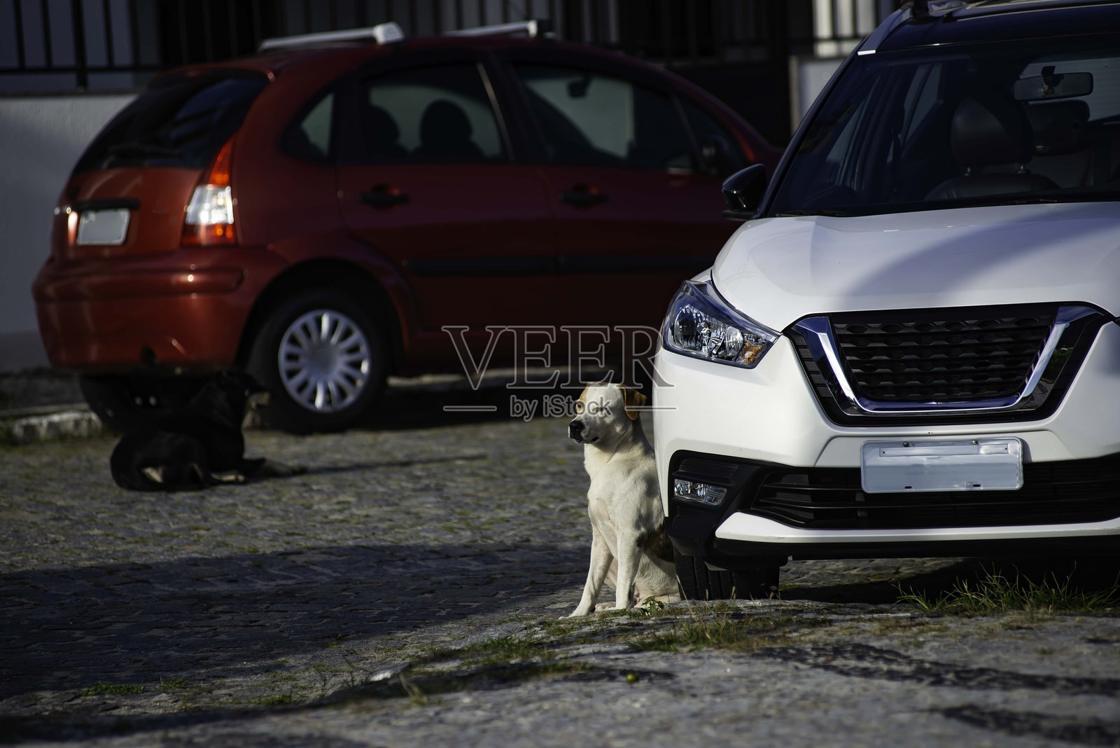 快乐的狗狗照片摄影图片