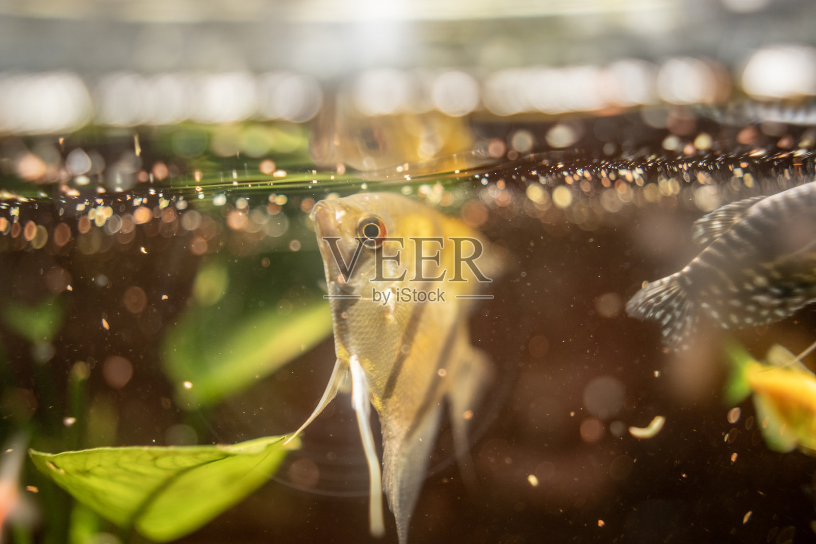 水面下，一条金色的观赏鱼在绿色水草旁悠然游动，特写镜头照片摄影图片