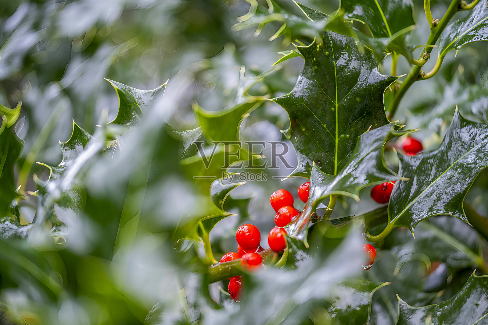 圣诞节的冬青植物照片摄影图片