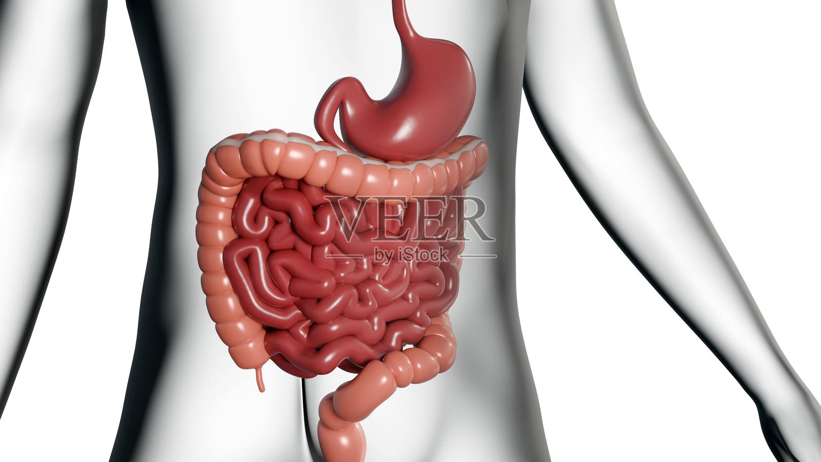 人体消化系统插画照片摄影图片