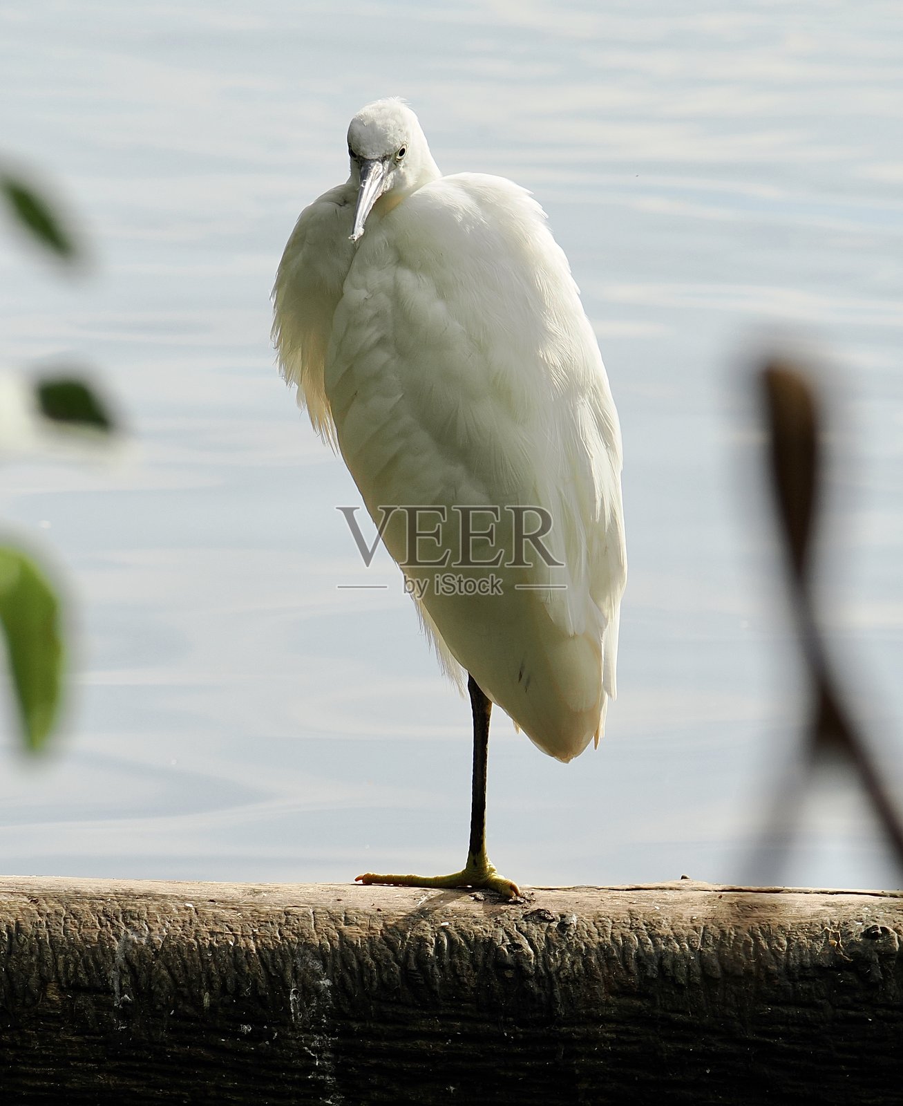 小白鹭摆姿势照片摄影图片