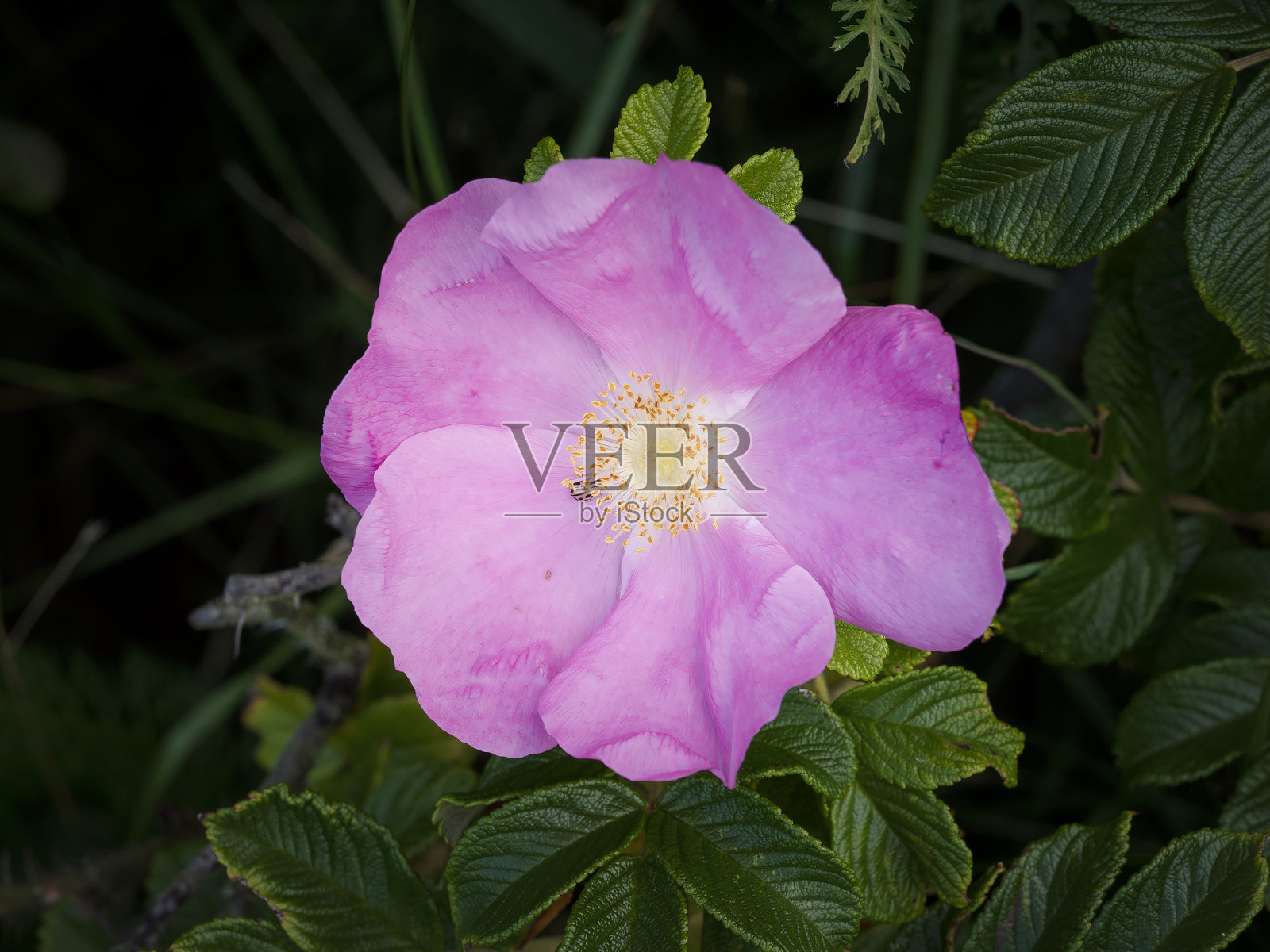 丹麦马尔巴克盛开的亮粉色沙滩玫瑰照片摄影图片