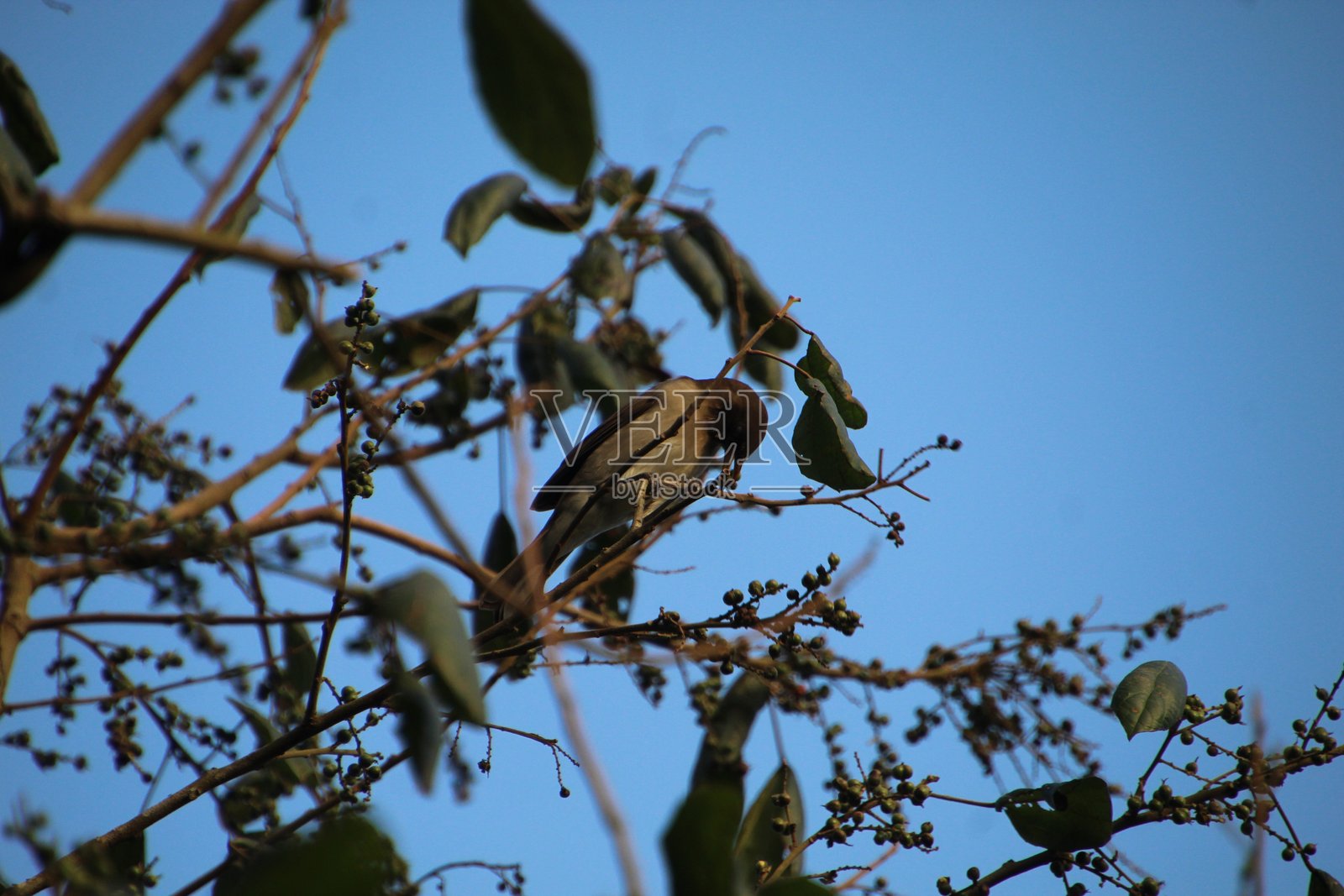 鸟画眉鸟时间 - Turdus amaurochalinus照片摄影图片