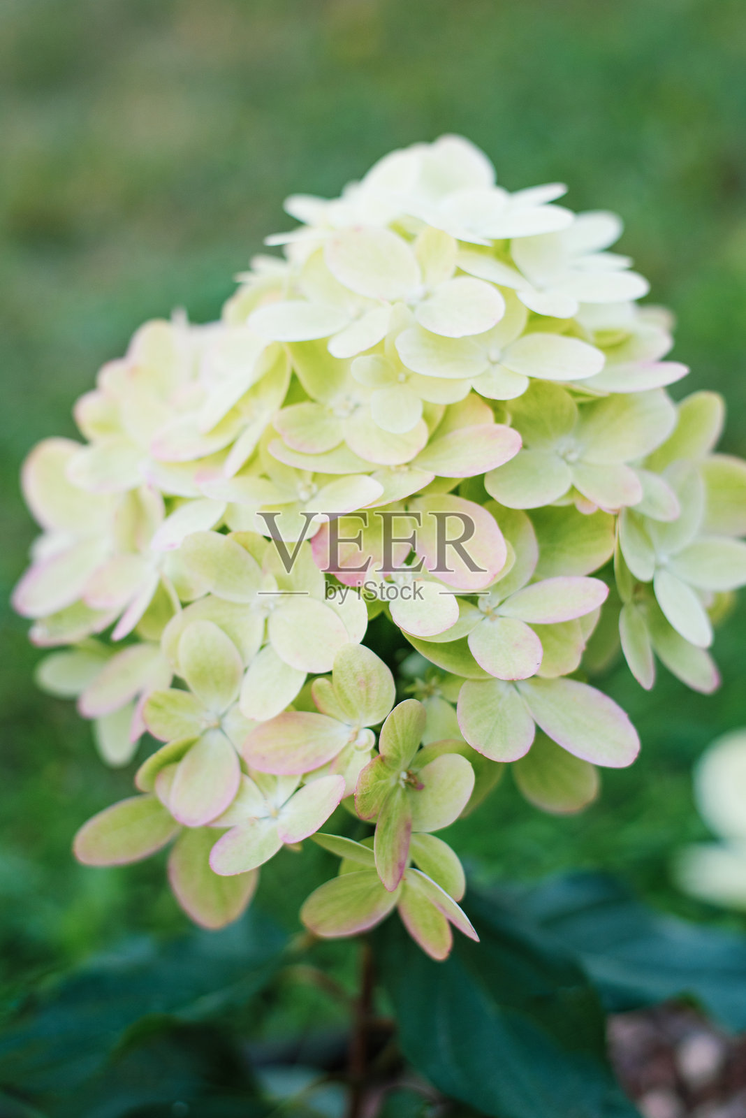 绣球花（Hydrangea paniculata）涂鸦，白色和绿色花朵特写照片摄影图片
