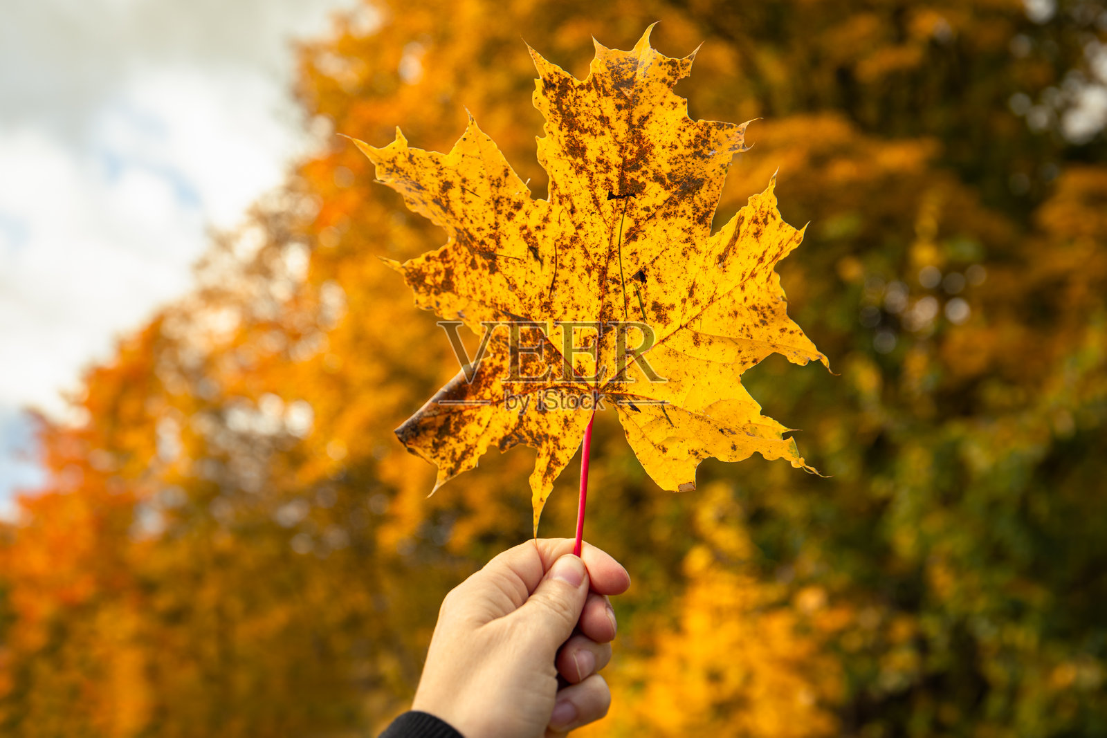 手持明亮的黄色秋季枫叶，背景是秋日树木的模糊景象，沐浴在温暖的阳光下照片摄影图片