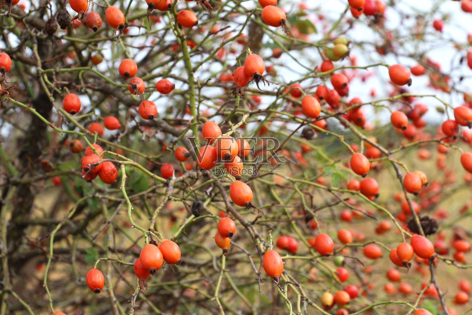 蔷薇枝头上的浆果正在成熟照片摄影图片