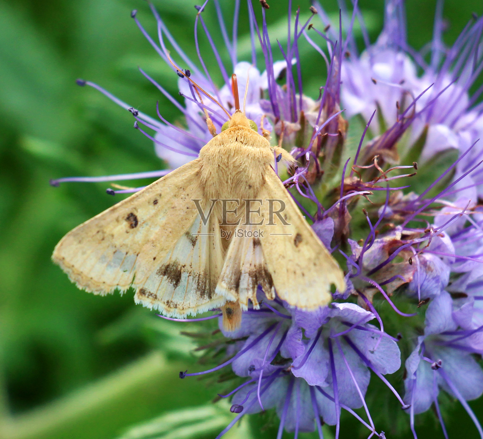 棉铃虫（Helicoverpa armigera）是农业作物的一种危险害虫。照片摄影图片