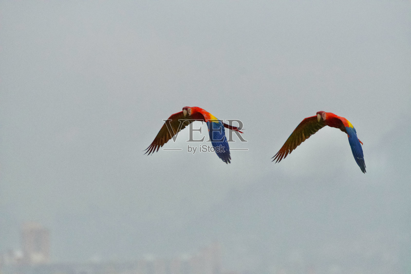 雨天中的野生金刚鹦鹉照片摄影图片