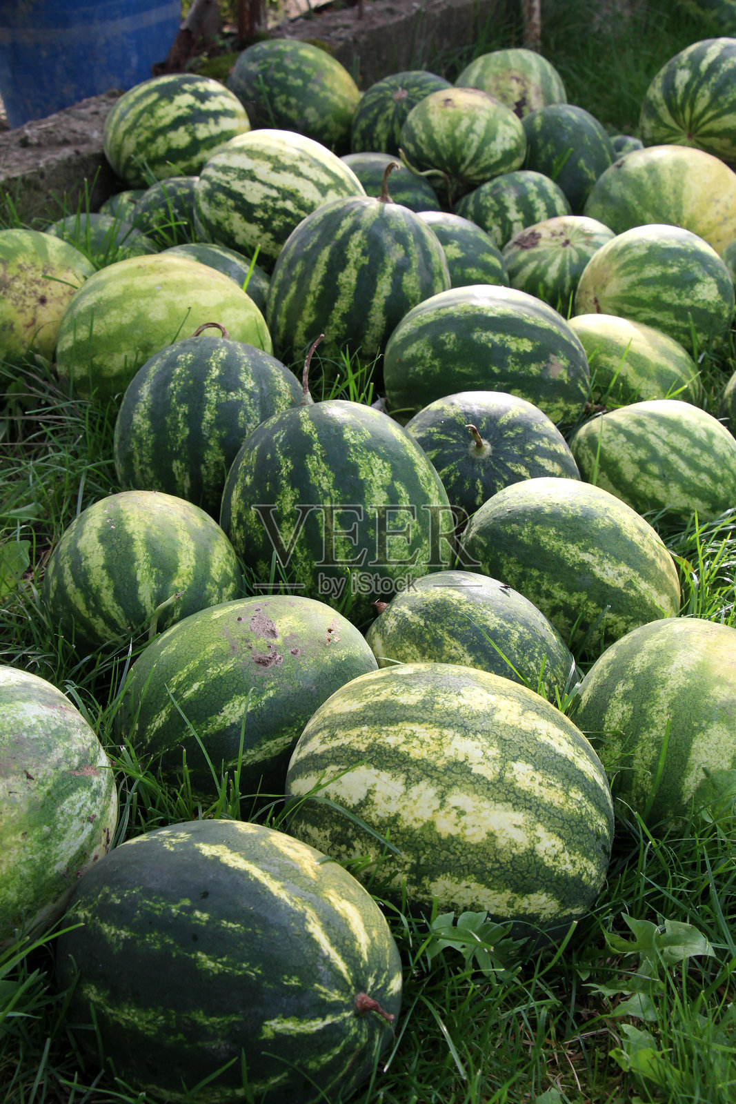 堆积如山的西瓜已经收割完毕。照片摄影图片