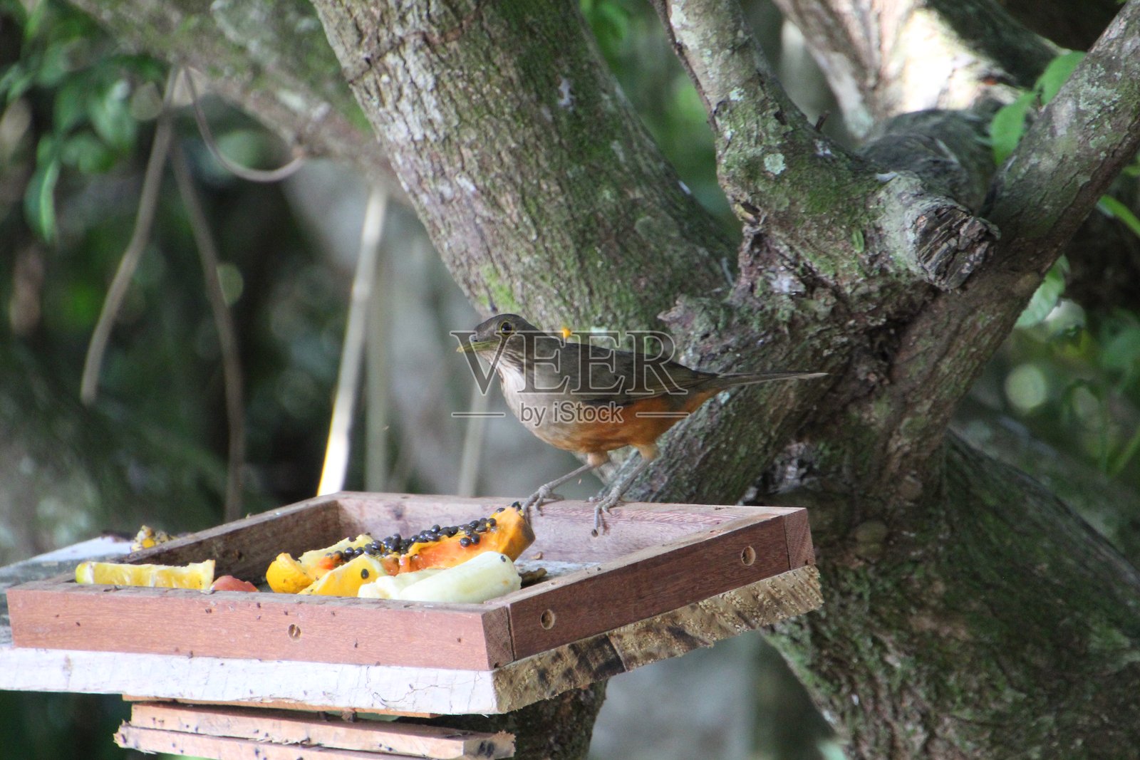 褐鸫 - 唱歌的鸫 - 腹斑鸫照片摄影图片