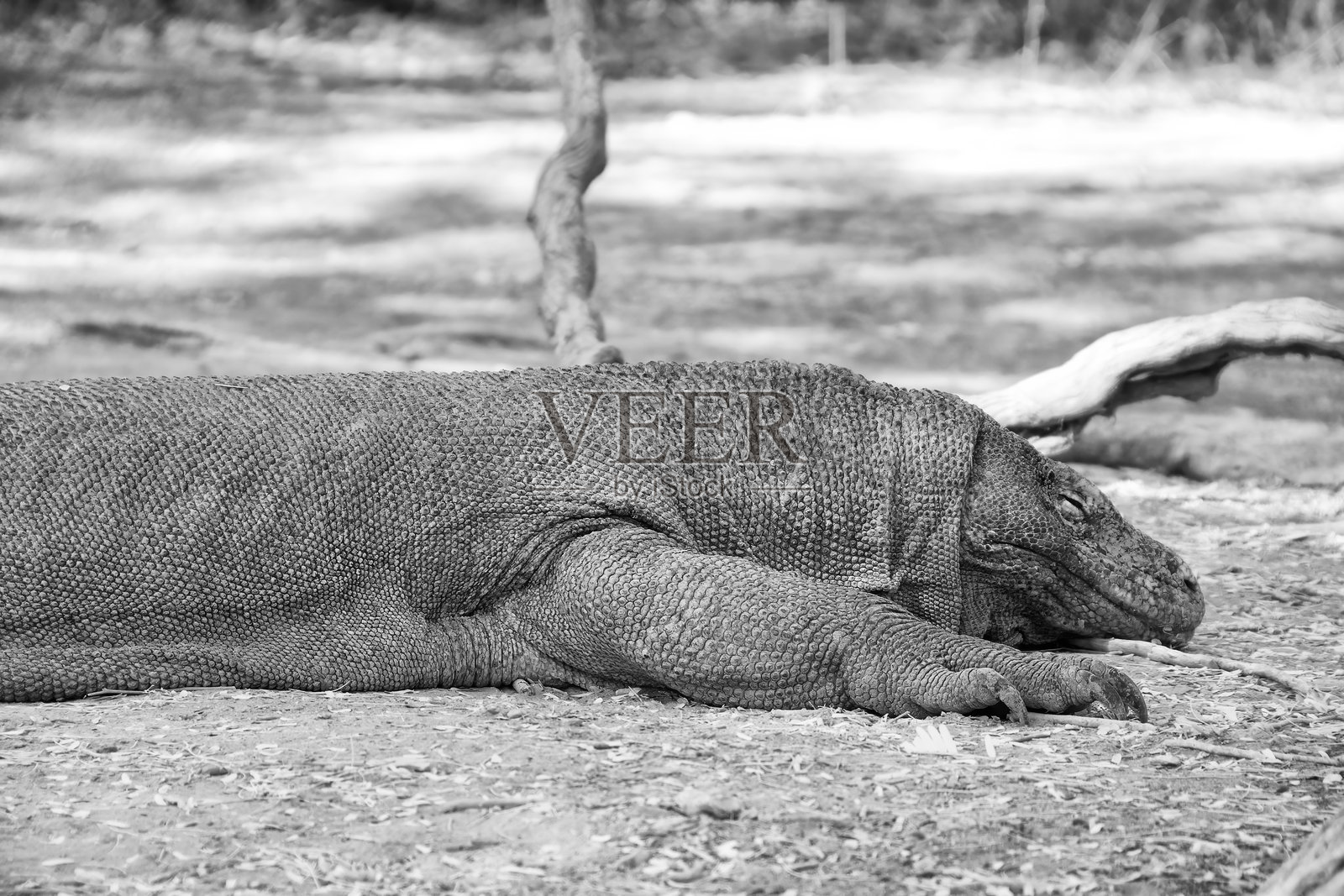 印度尼西亚科莫多国家公园内，科莫多巨蜥在森林海滩上的红外视角照片摄影图片