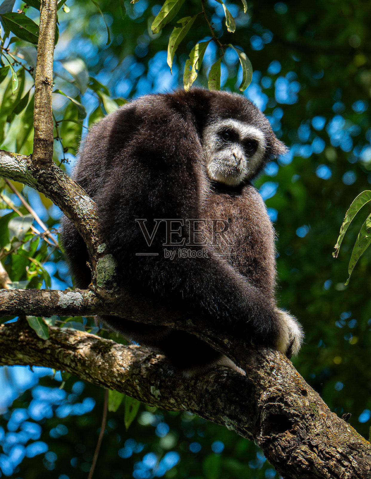 泰国热带雨林中互动中的白颊长臂猿（Nomascus leucogenys）照片摄影图片