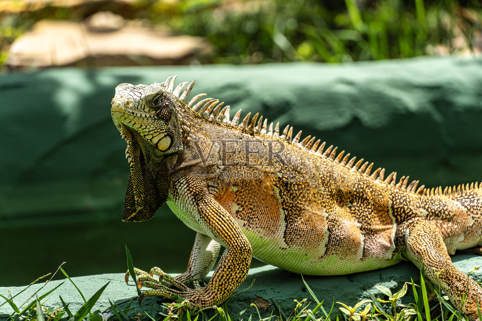 绿鬣蜥（Iguana iguana）是原产于中美洲和南美洲的大型蜥蜴。照片摄影图片