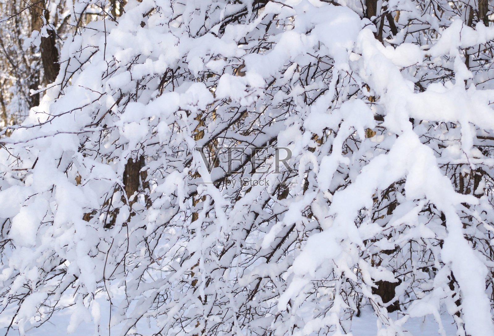 冬季森林里一棵覆盖着雪的树枝。照片摄影图片
