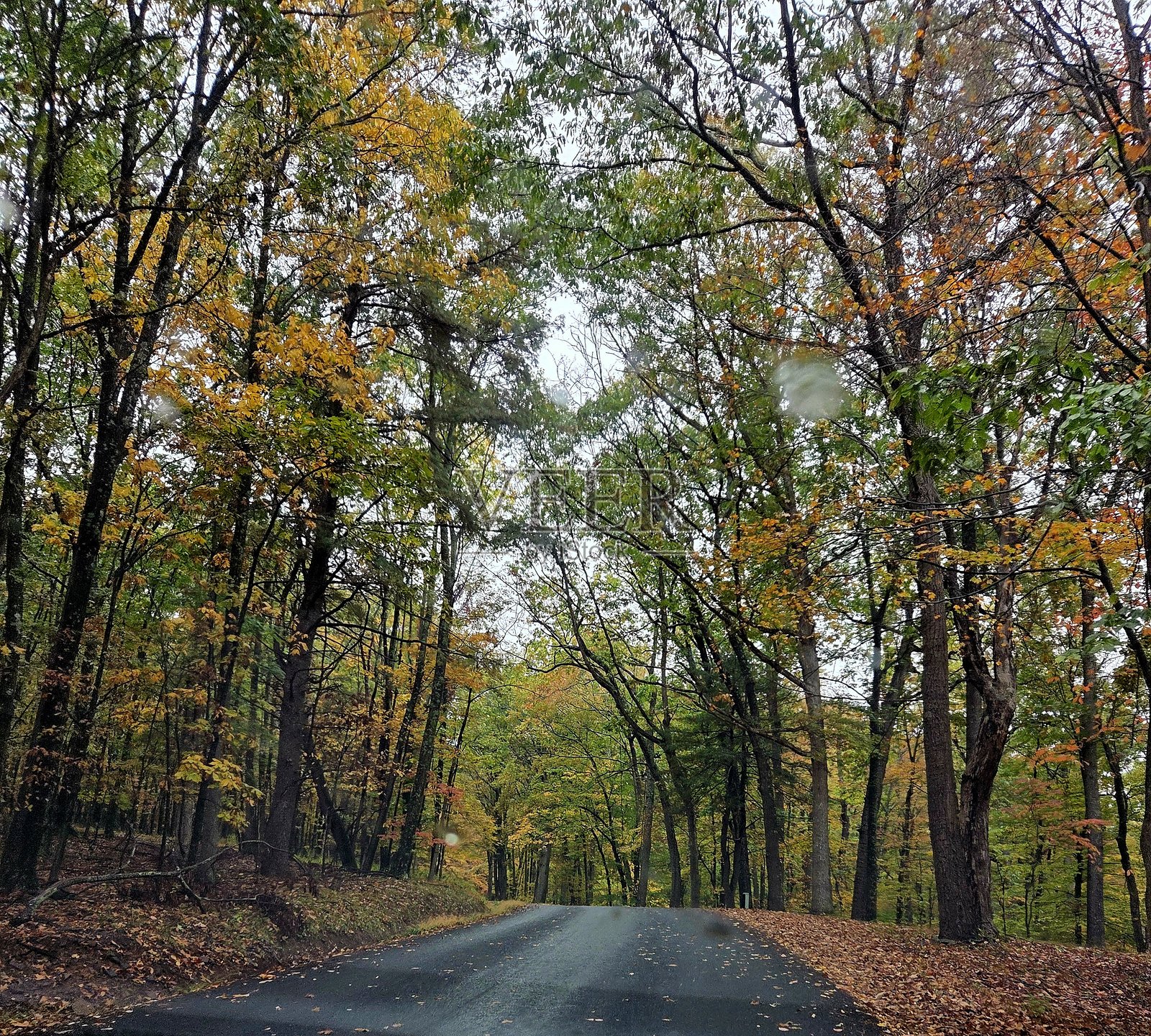 秋季，一条道路穿过茂密的森林照片摄影图片